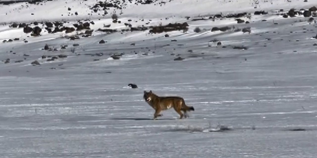 Kars’ta otomobili takip eden kurt kameraya yansıdı