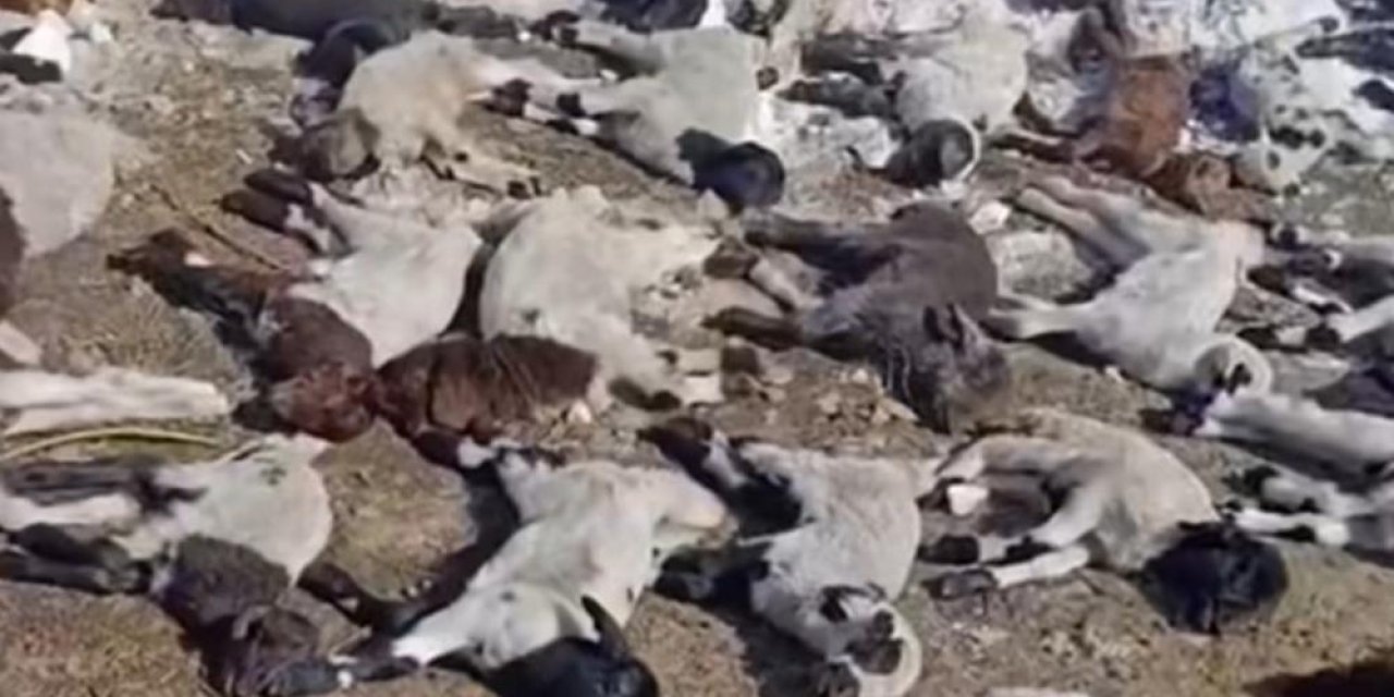 Ahırda feci yangın: 67 küçükbaş hayvan telef oldu