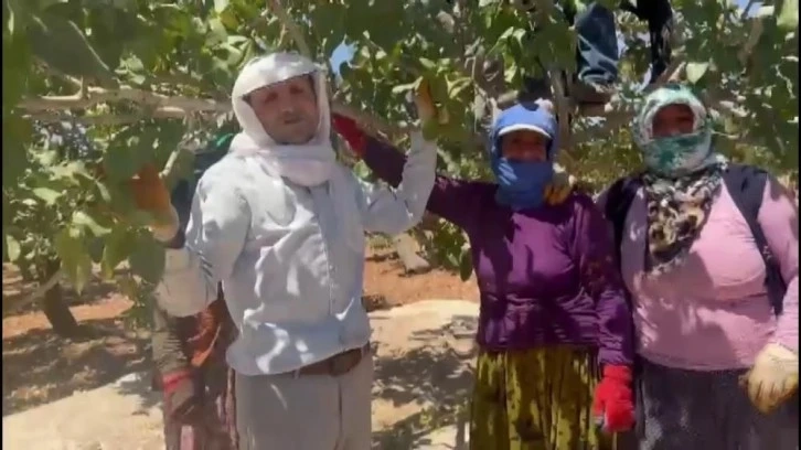 Antepfıstığı'nda ilk hasat davul zurna eşliğine başladı