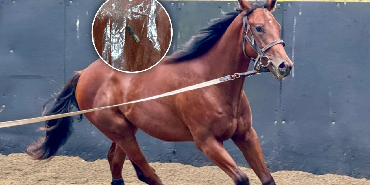 Mersin’de skandal: Belediyenin Aşevi yemeğinde at eti iddiası