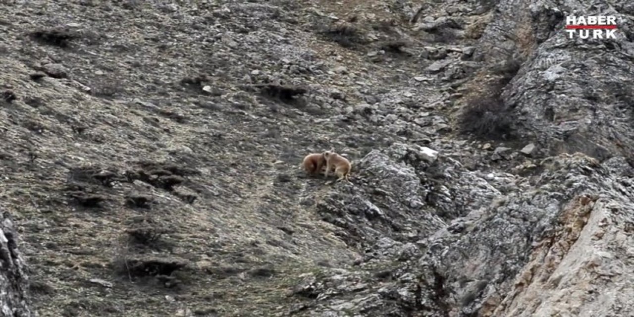 Pülümür Vadisi’nde oyun oynayan ayılar görüntülendi