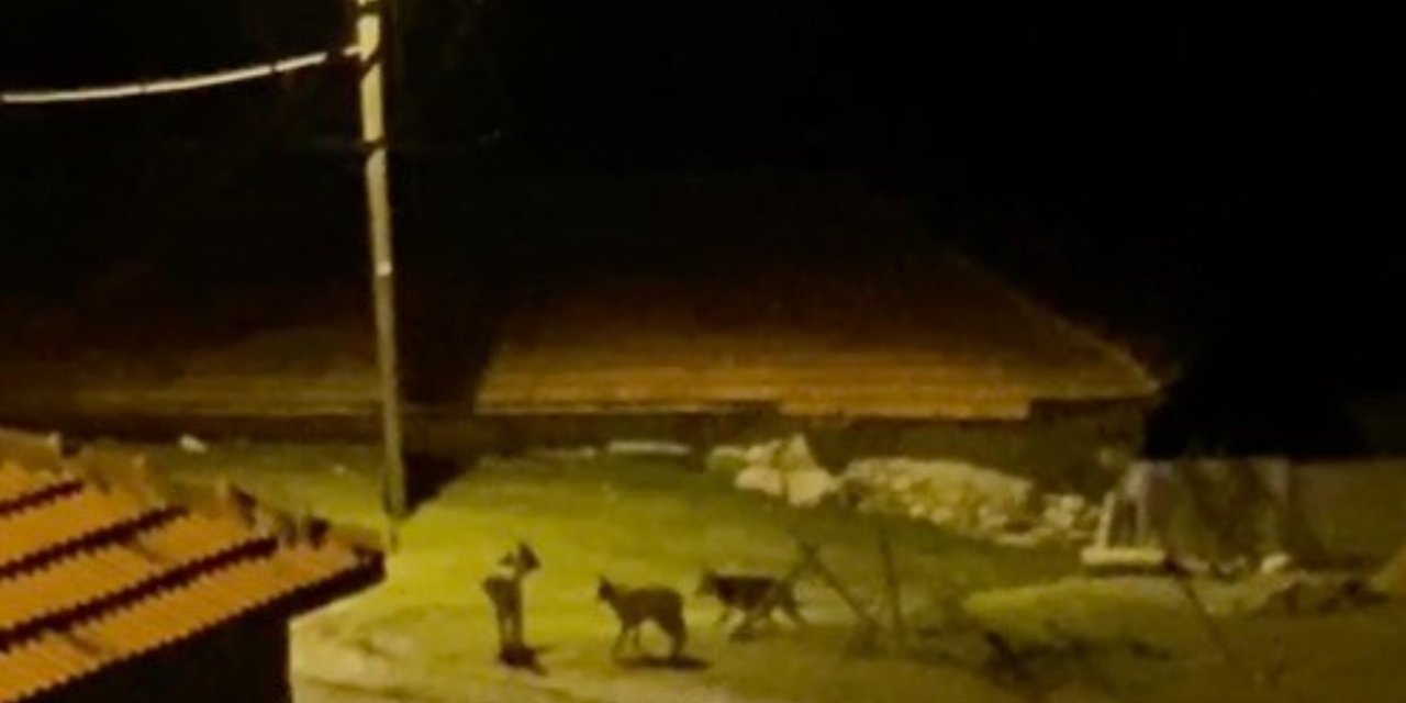 Kürt sürüsü Köye indi