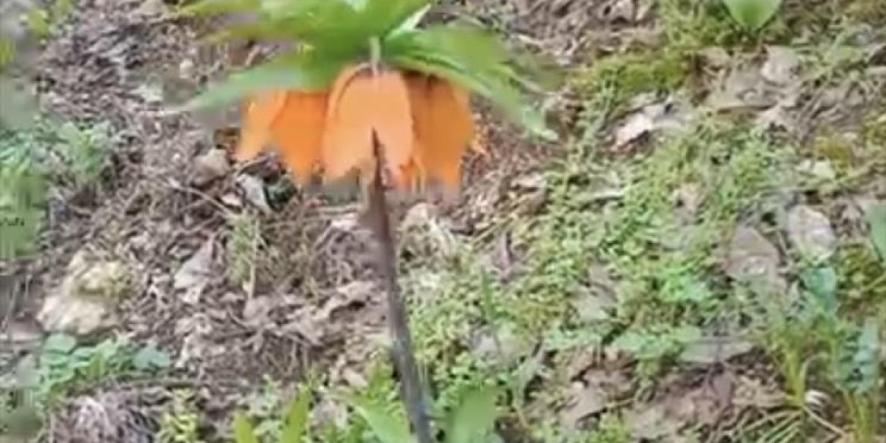 Bu çiçeğe dokunmanın bedeli dudak uçuklatıyor: cezası araba fiyatını solladı