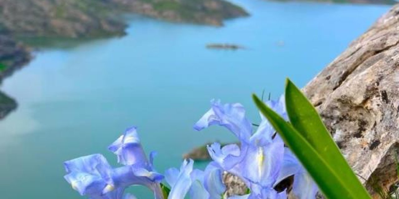 Gerger ilçesinde bir bitki türü ortaya çıktı