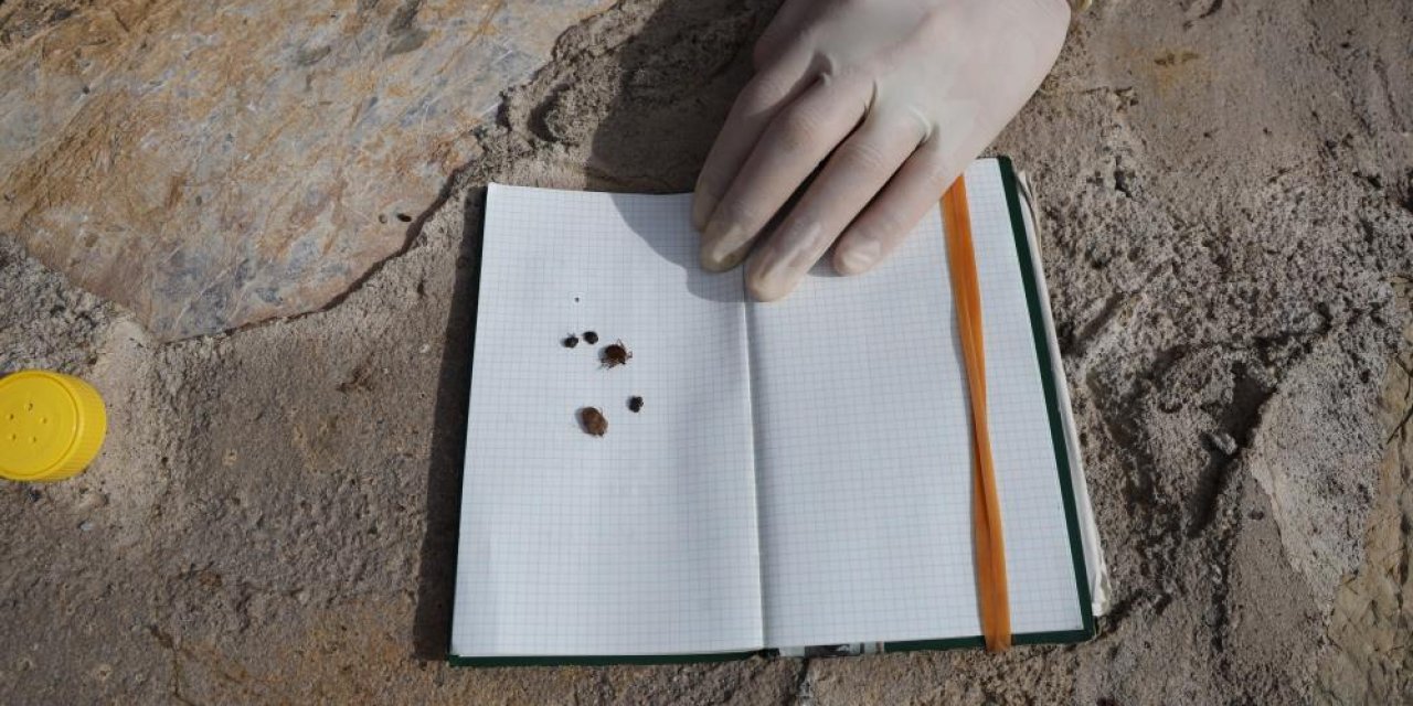 Kene kabusu geri geldi