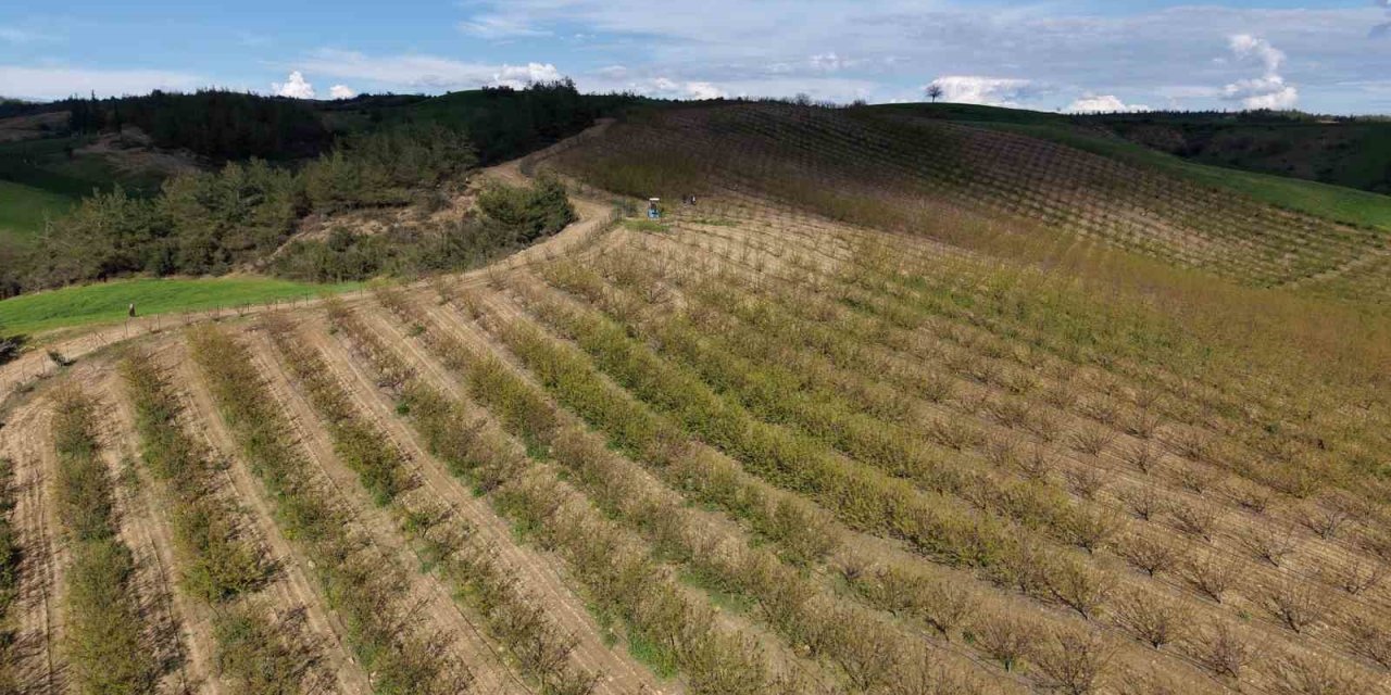 Adana'da dolu bahçelere zarar verdi, üretici perişan