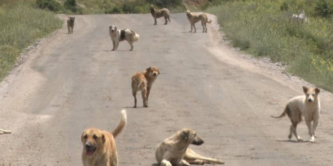 İstanbul Valiliği, sahipsiz hayvanların toplatılması kararı aldı