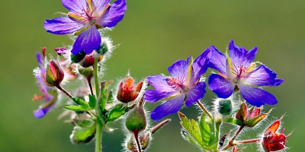 Temur Bülbül Ulusal Fotoğraf Yarışması sonuçlandı
