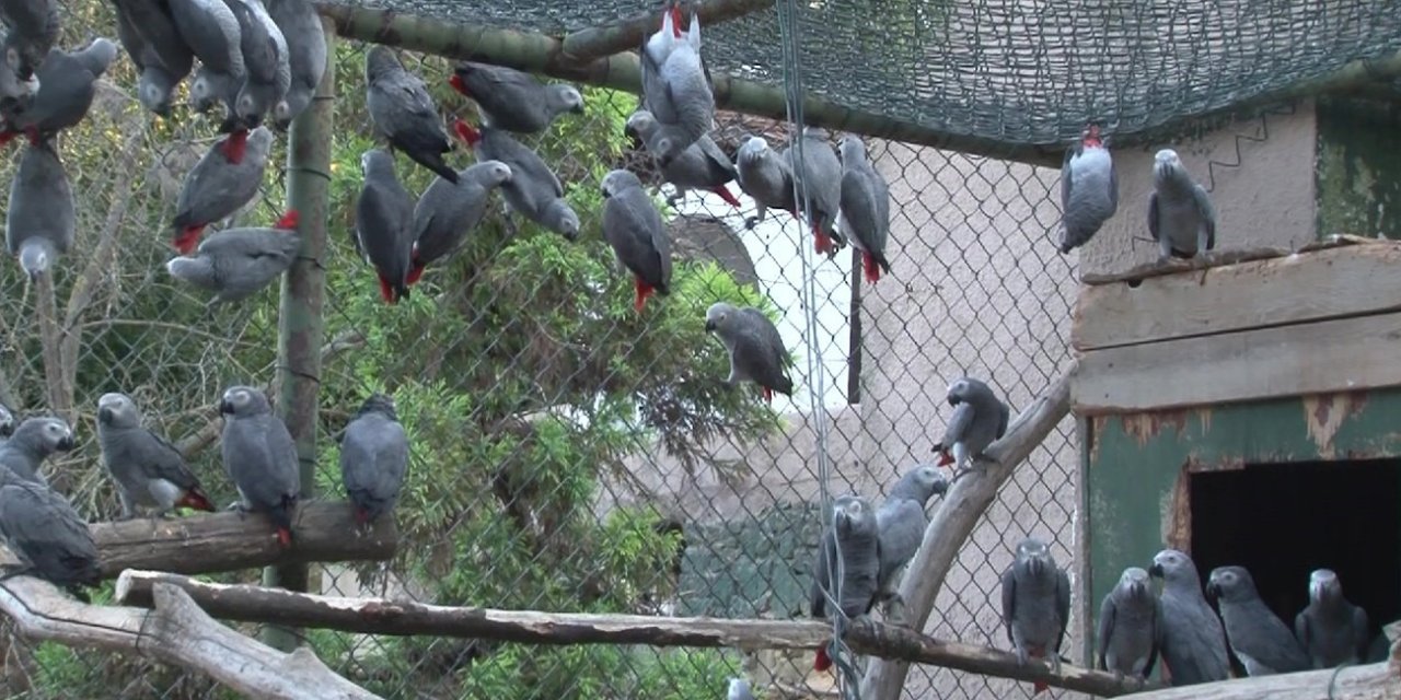 Siirt’te 8 jako papağan ele geçirildi