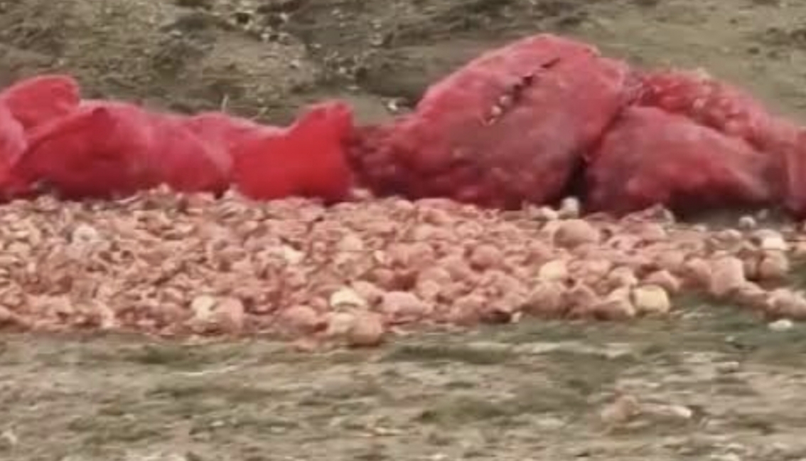 Ankara’da boş araziye dökülen soğanlar için çalışma başlattı