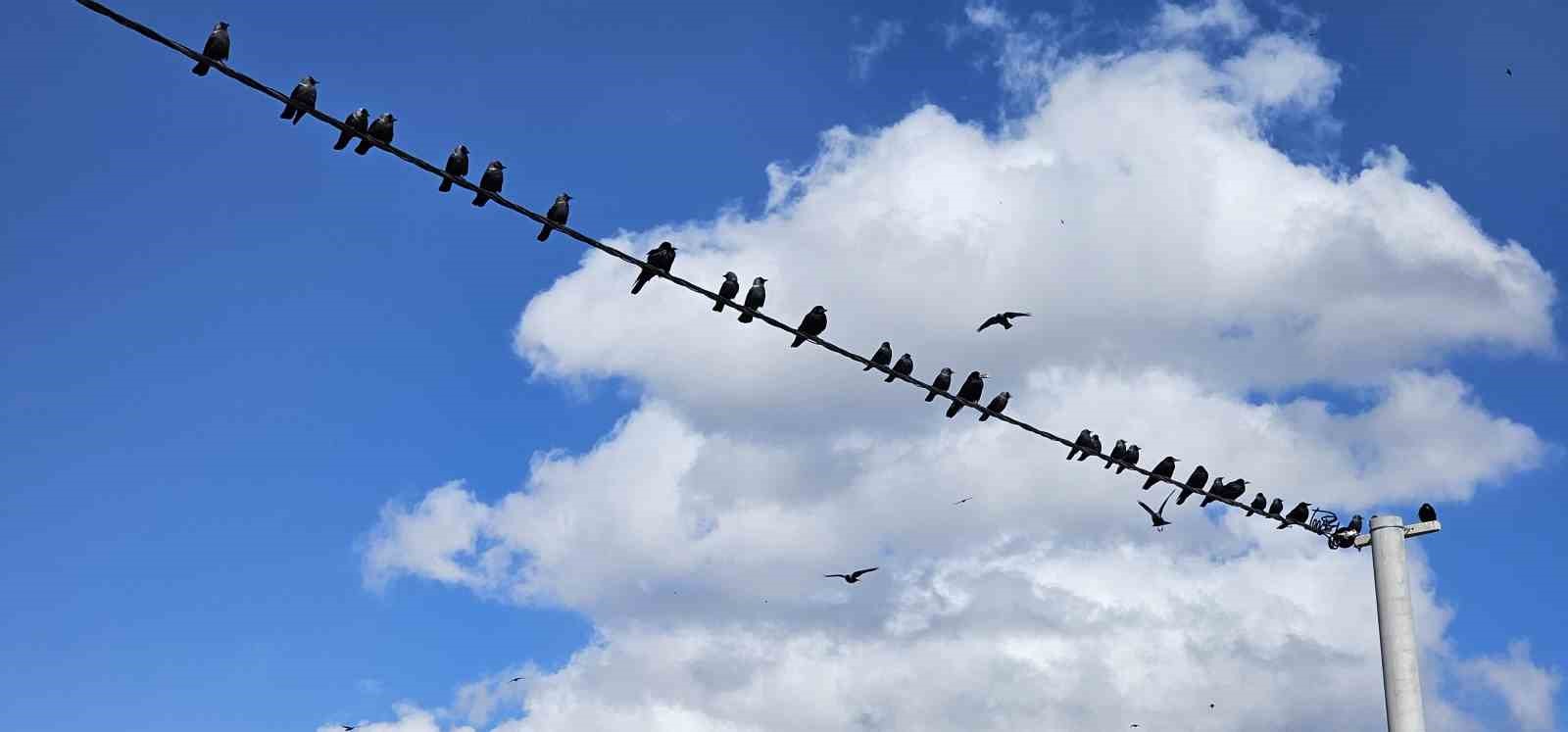 Tatvan’da binlerce kuş görsel şölen sundu