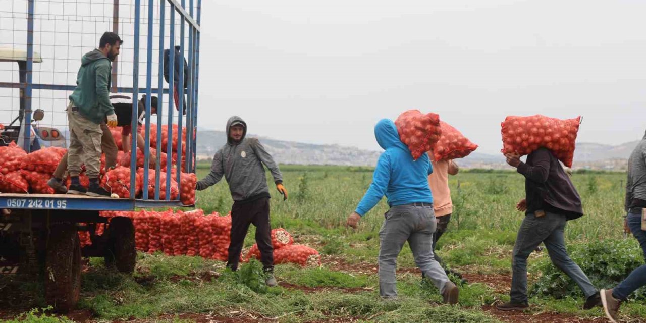 Suriye sınırında bereketli soğan hasadı
