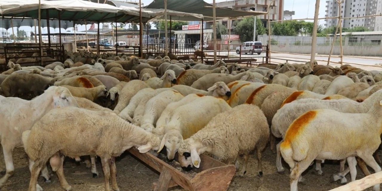 Kurbanlık alacaklara uyarı bunlara dikkat