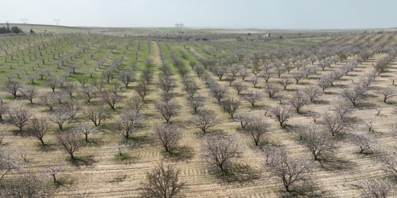 Şanlıurfa, Antep fıstığının yanında Badem üretiminde de zirveye oynuyor