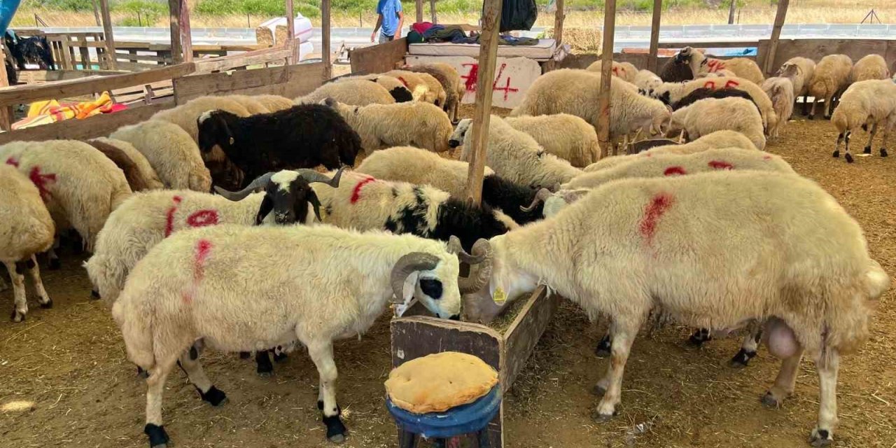 Kurban Bayramı yaklaşırken fiyatlar ateş pahası