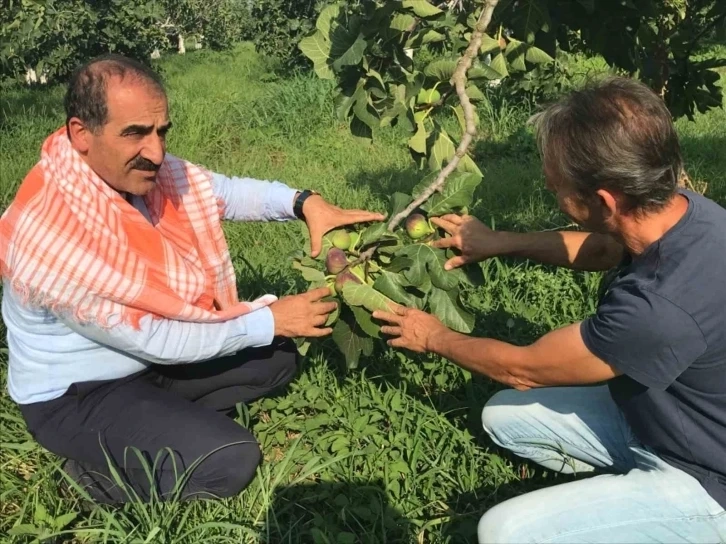 Ege'nin incisi taze incir ihracatı başladı