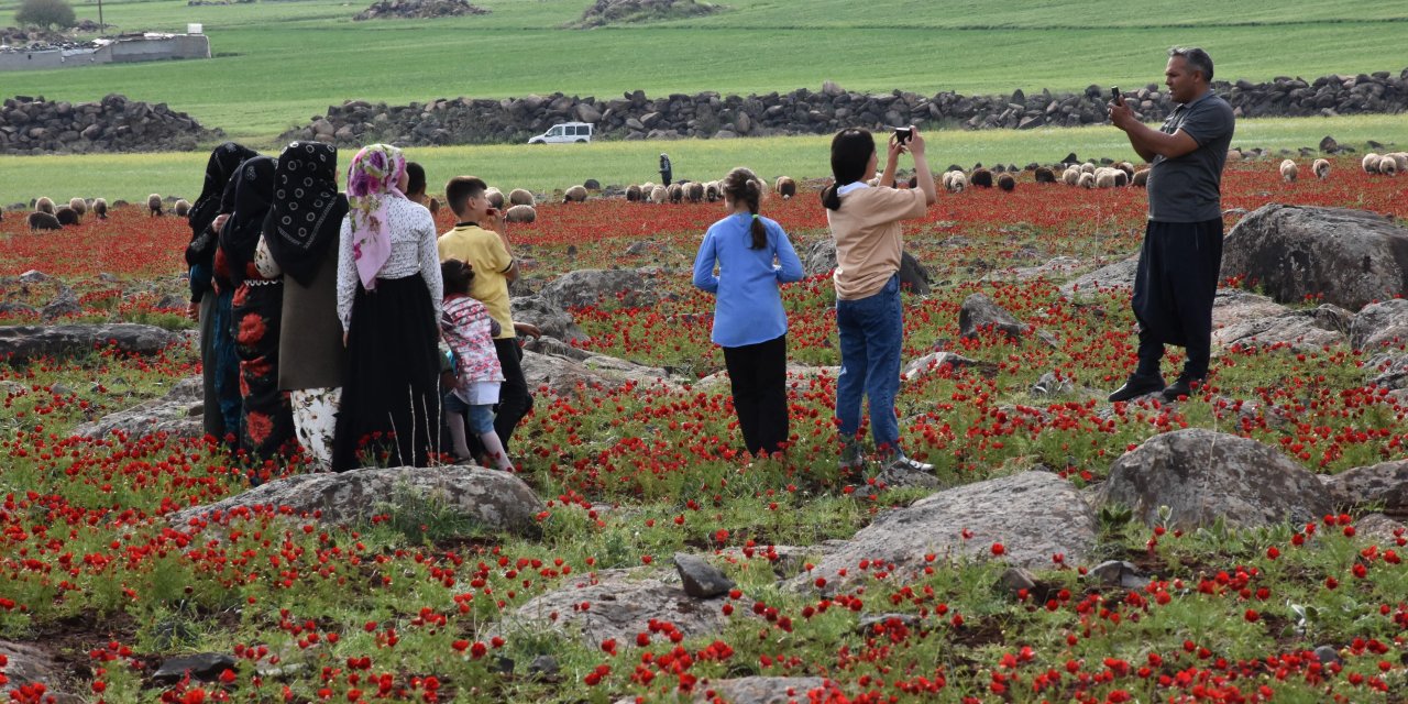 Şanlıurfa’da tarlalar kırmızıya boyandı