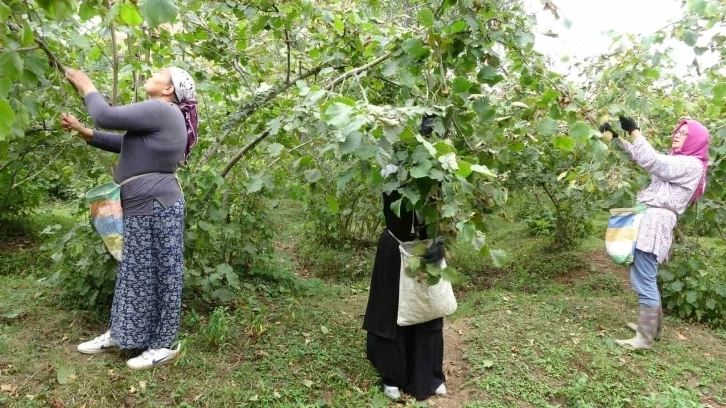 Fındık fiyatlarını üretici yetersiz buldu