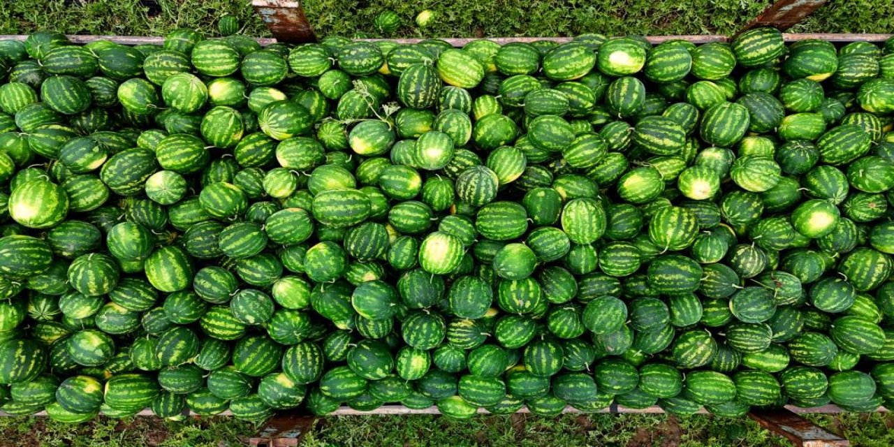Adana karpuzunda hasat başladı