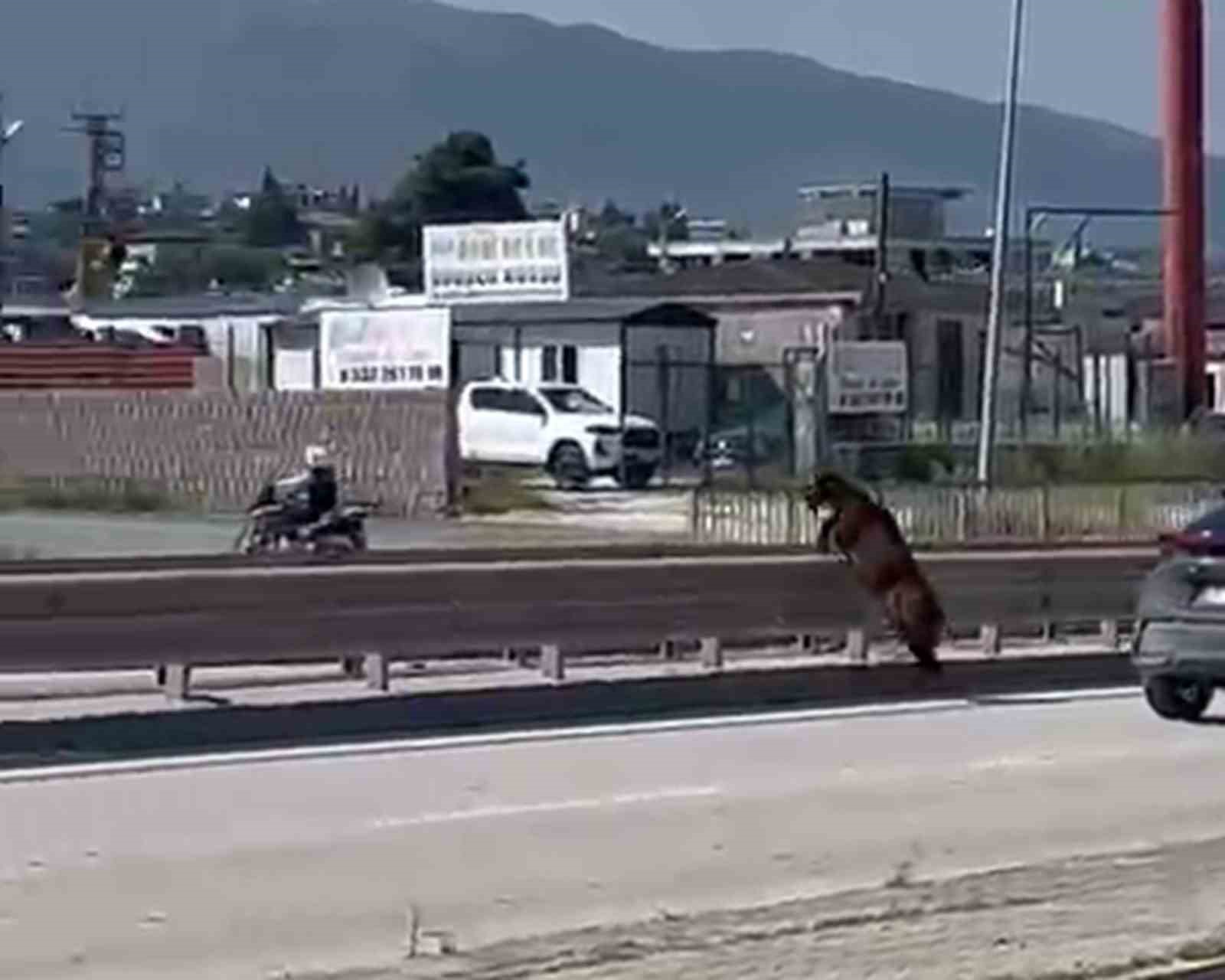 Kurbanlık keçi orta refujde atlayıp kaçtı