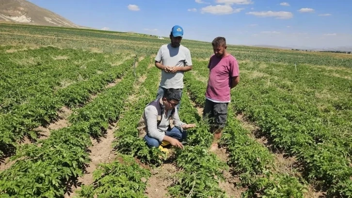 Bayburt ta Patates üretimi yapılan alanlarda tarla kontrolleri yapıldı