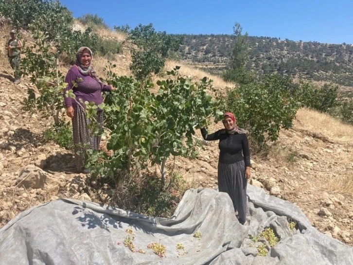 Mut'ta Antep fıstığı hasadı başladı