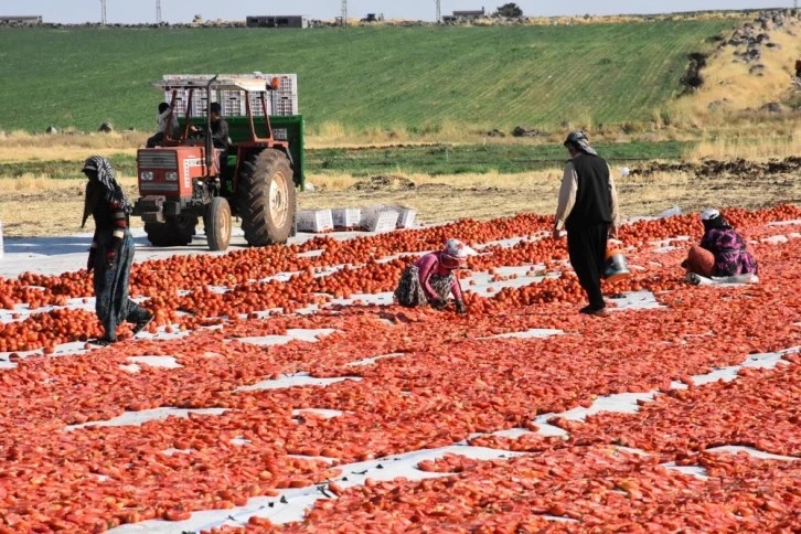 Siverek’te üretilen kurutmalık domatesler Avrupa’ya ihraç ediliyor