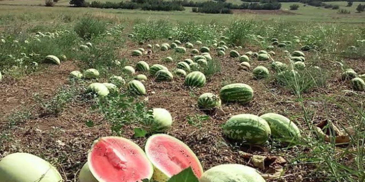Karpuz hasadı sürüyor