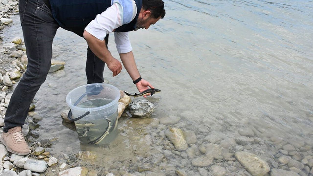 Sinop’ta 2 bin 500 mersin balığı denize salındı