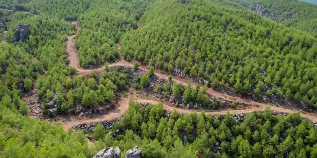 Kilis'te ormanlara girişler yasaklandı