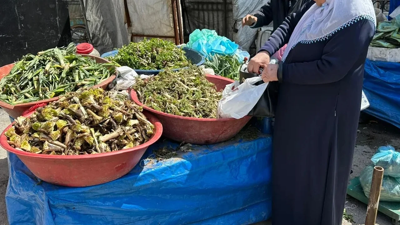Yüksekova da şifalı otları geçim kaynağı oldu