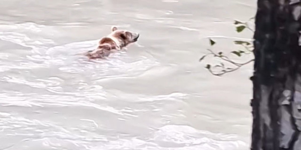 Munzur Nehri’ni geçmeye çalışan ayının mücadelesi kamerada