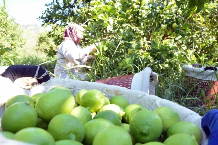 Bu yıl Muğla’da limon üretiminde yüzde 222 artış bekleniyor