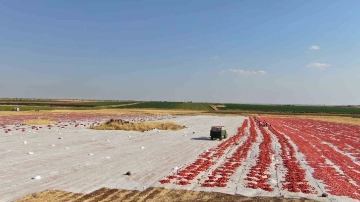 Urfa'da üretilen kurutmalık domatesler Avrupa’ya ihraç ediliyor