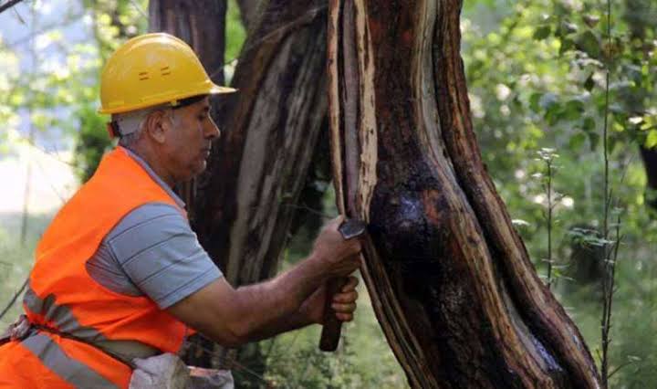 Muğla’daki Sığla ormanlarından 1 ton Sığla yağı üretimi bekleniyor
