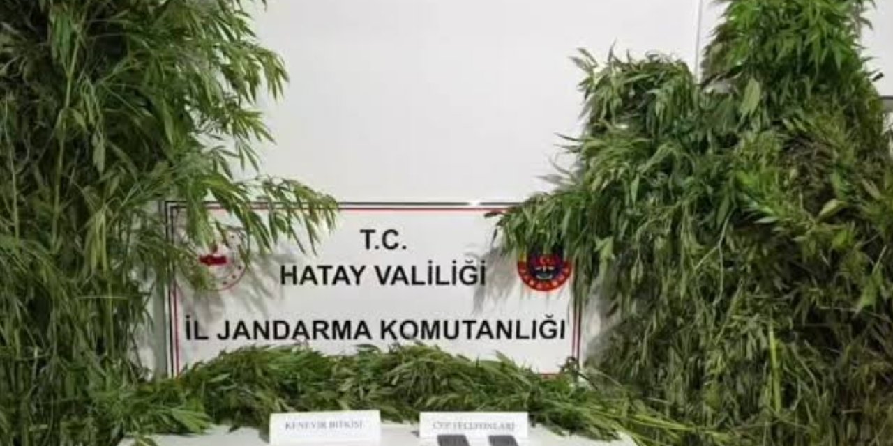 Diyarbakır’da uyuşturucu operasyonu: 1 milyon 755 bin 212 kök kenevir ele geçirildi