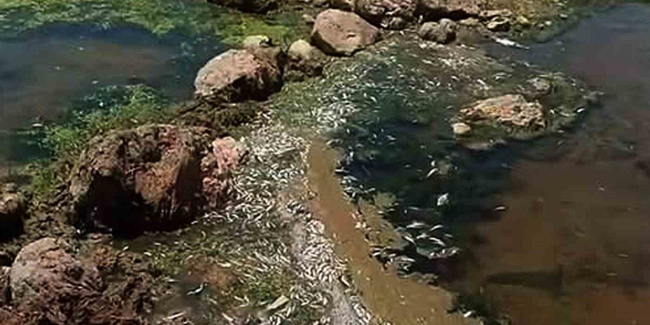 Karasu Çayı’nda balık ölümleri dikkat çekiyor