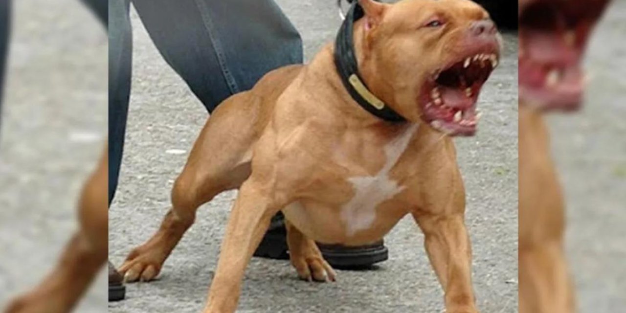 Mahkemeden dikkat çeken karar; Pitbulllar "silah" kabul edildi