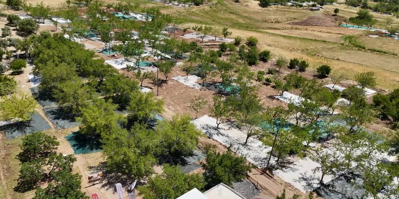 Dut hasadı başladı, 3000 bin ton rekolte bekleniyor