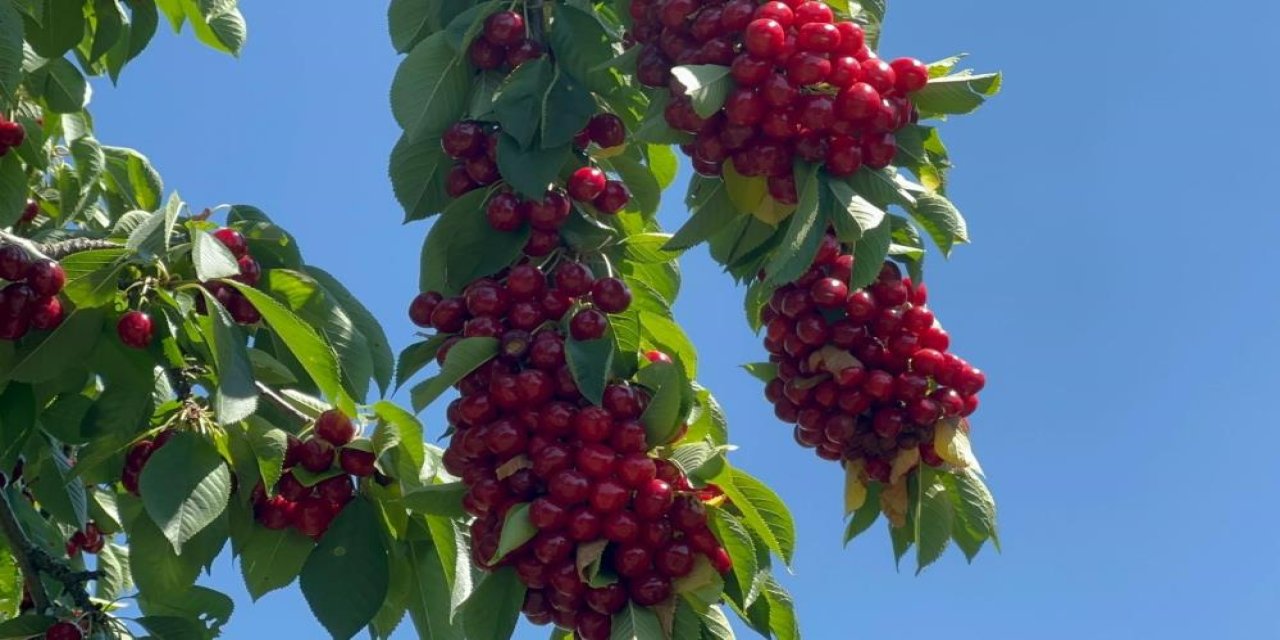 Geçen yıl felaket yaşanmıştı! Bu yıl bereketi yaşanıyor