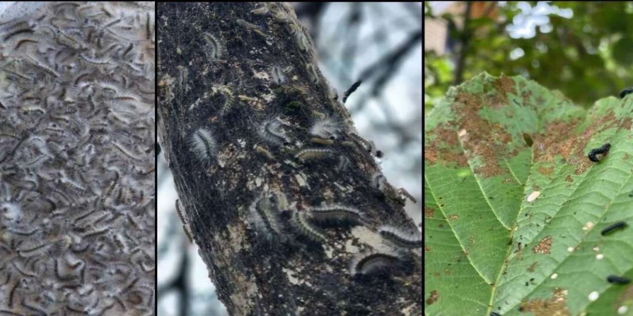 Doğu Karadeniz’in böceklerle imtihanı
