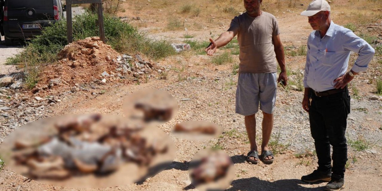 Gaziantep’te yol kenarında at kafatası ve kemikleri bulundu