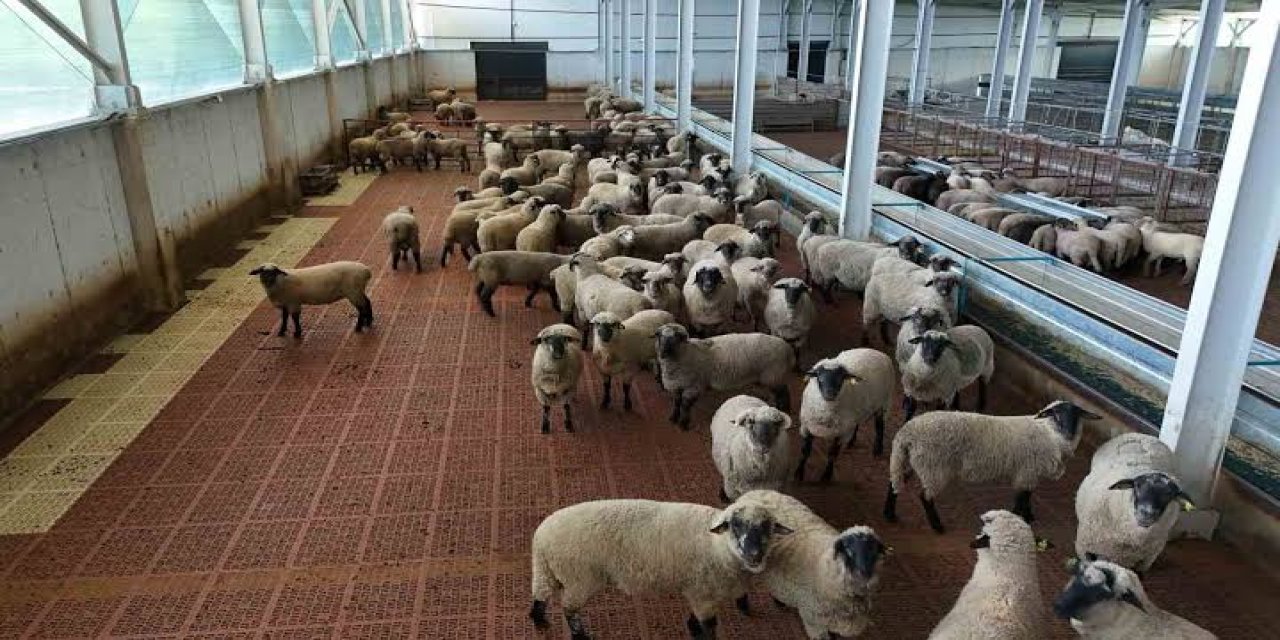 Kastamonu’da bilimsel çalışma:  55 koyun 100’ün üzerinde kuzu doğurdu