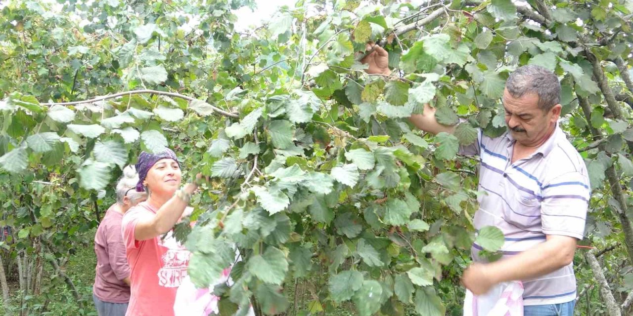 Giresun simgesi fındık hasadı başladı