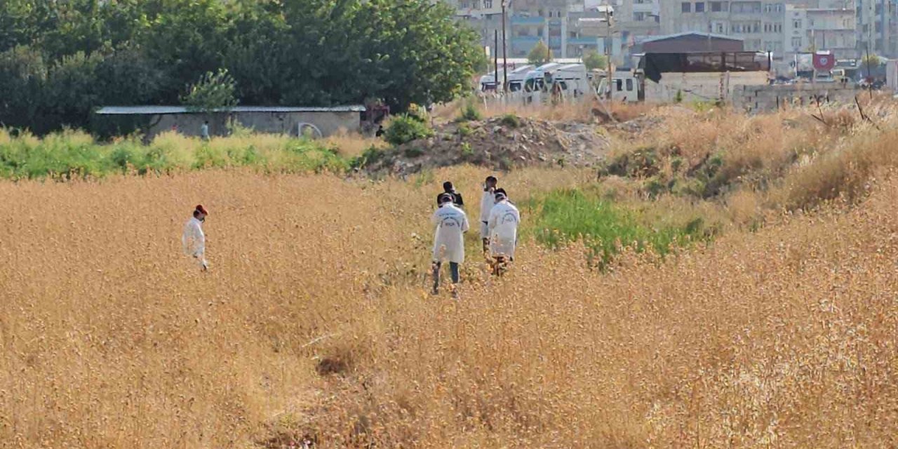 Şanlıurfa’da tarlada erkek cesedi bulundu