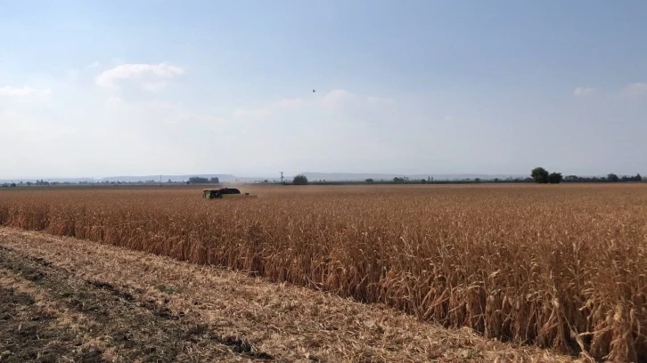 Adana da Basra sıcaklarında zorlu hasat mesaisi başladı, mısır yüz güldürdü