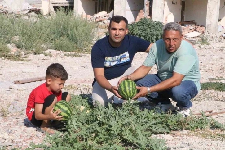 Hatay da kavun ve karpuzda hasat başladı