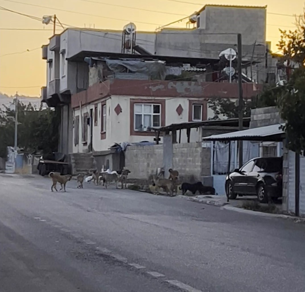 Gaziantep’te Başıboş köpekler sürü halinde geziyor