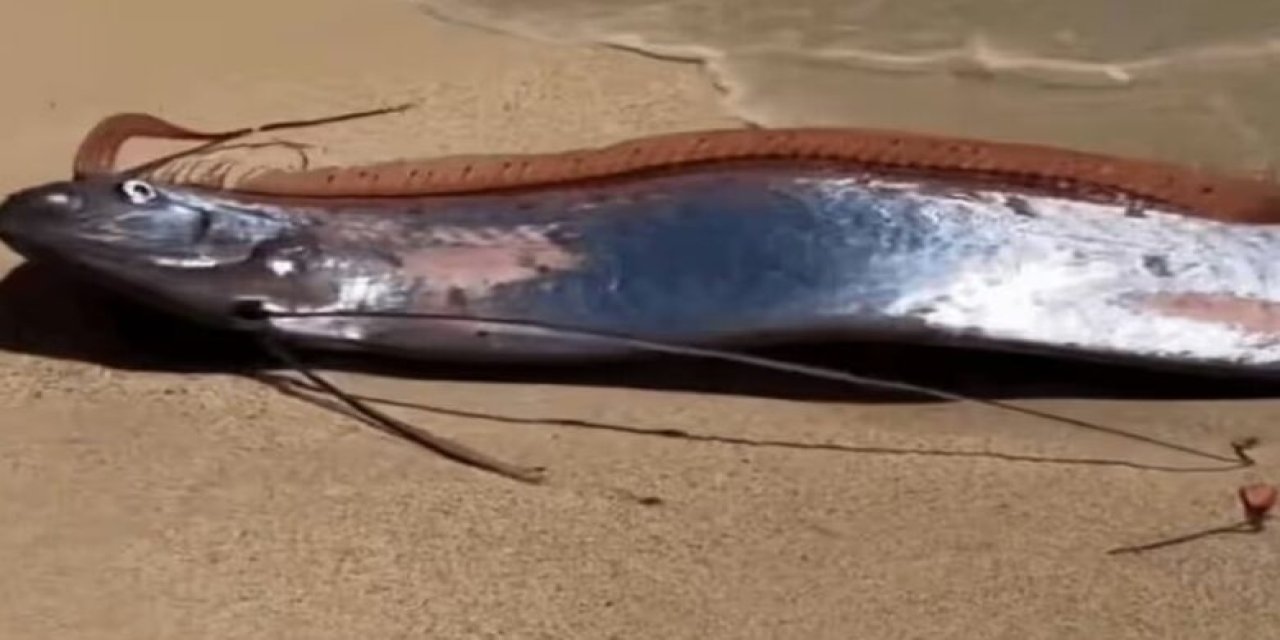 ‘Kıyamet balığı’ sahile vurdu! 6 gün sonra yaşananlar tüyler ürpertti