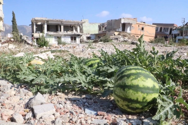 Enkazda yetişen kavun ve karpuzda hasat vakti